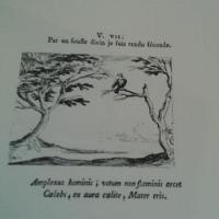 Callotj2