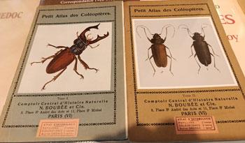 Coleopteres1