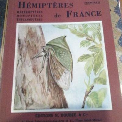 Hemipteres1