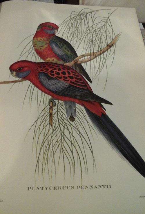 Johngould