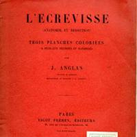 Lecrevisse1