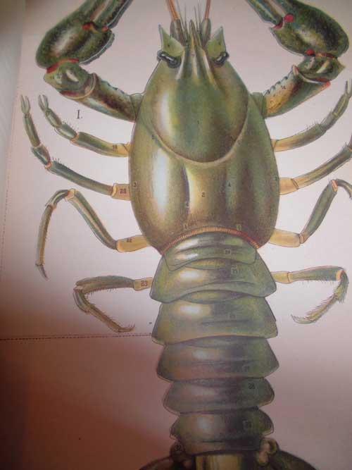 Lecrevisse2