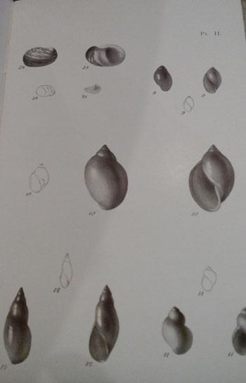 Lesmollusques3
