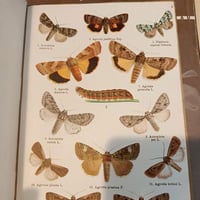 Papillonset