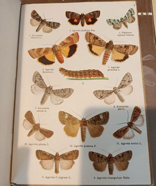 Papillonset