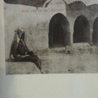Stablo5
